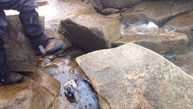 Le bébé phoque remis à l'eau