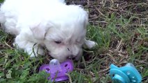 Bichon Frise Puppies And Pacifiers