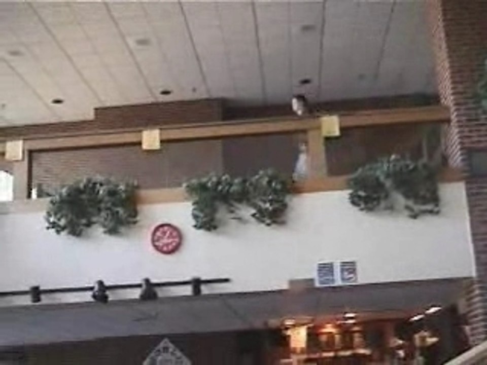 Jackass tombe escalier