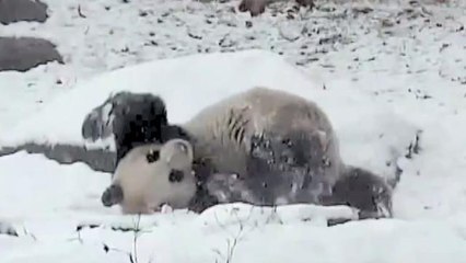 Giant Panda at Toronto Zoo Loves Somersaulting in the Snow