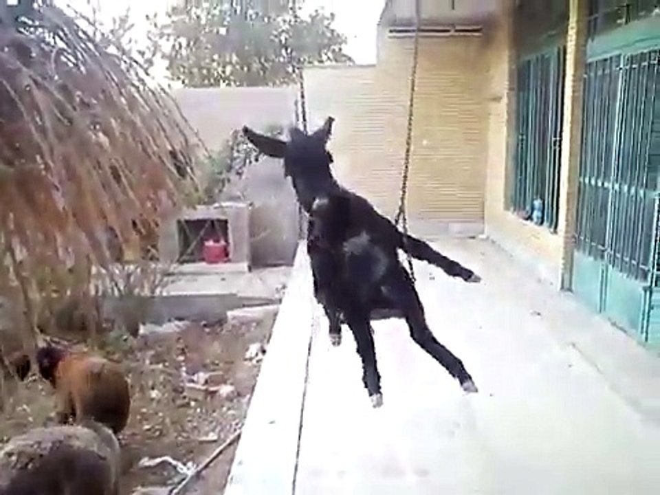 funny Donkey