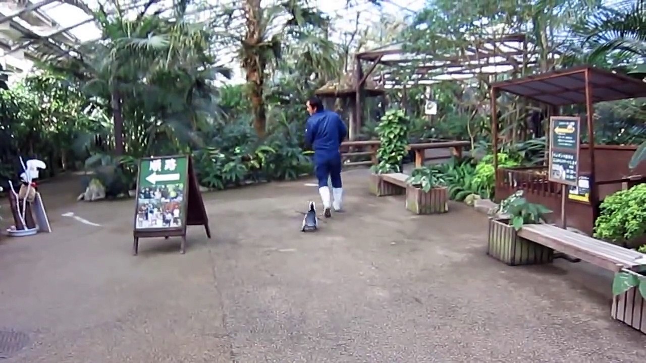 Bakıcısının peşini bırakmayan sevimli penguen