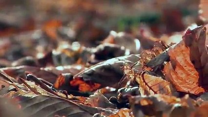 Alişan ve Emrah Düet - İhtiyacı Var