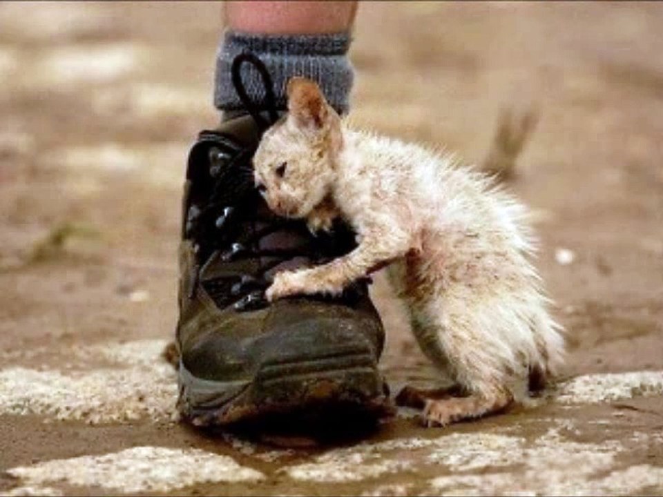 Des chats des p'tits chats chats chats