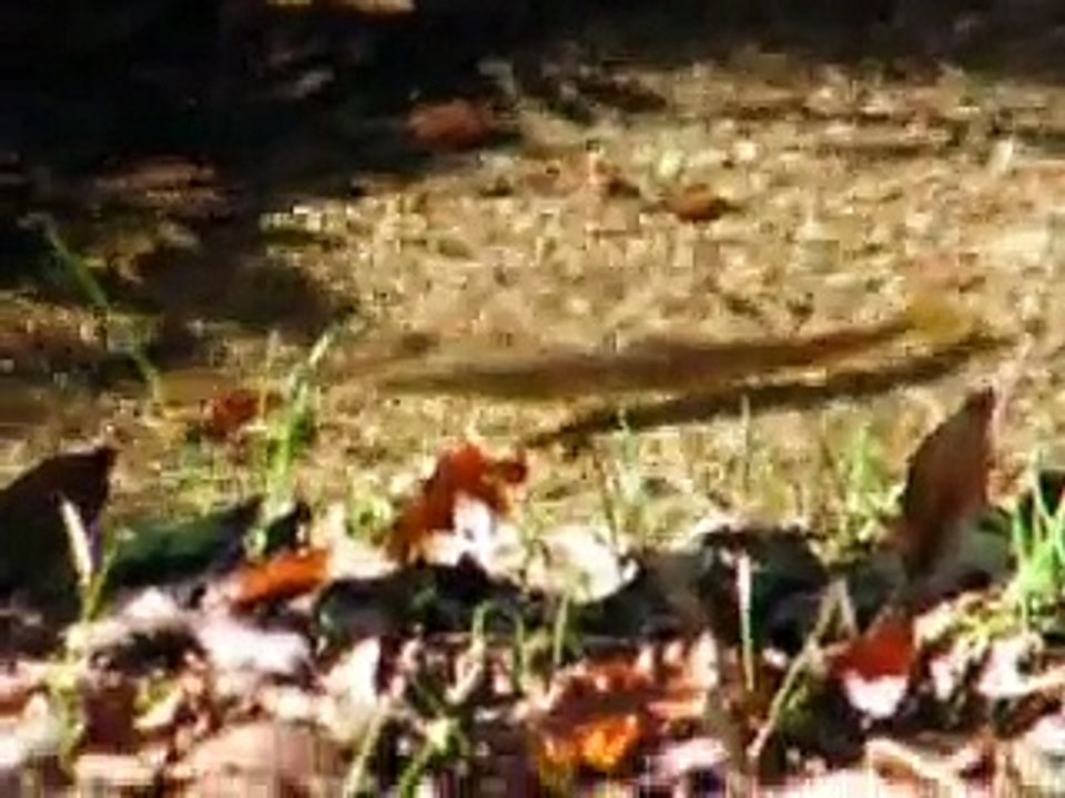 Frai truites fario NOV 2014 aappma la dourbie