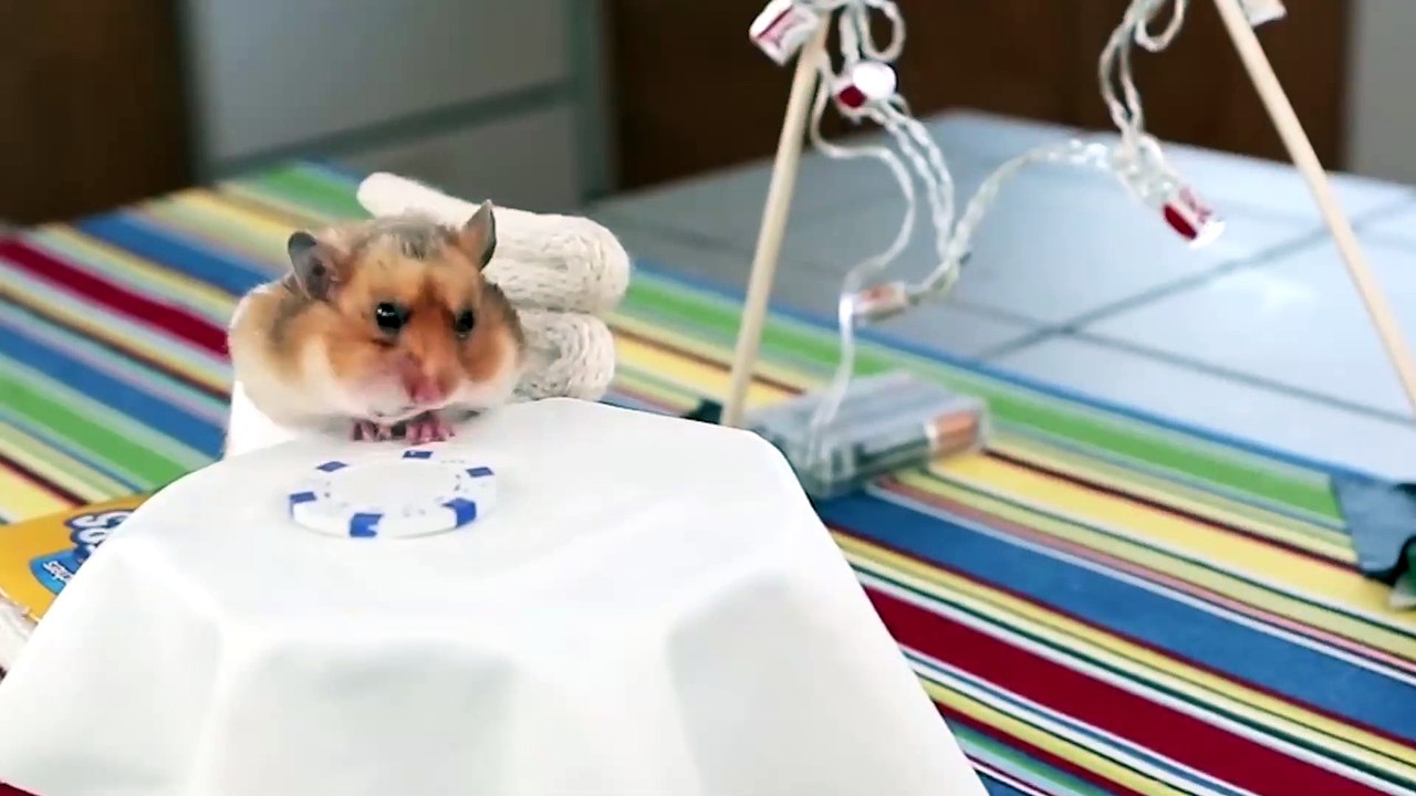 TINY HAMSTERS Eat Thanksgiving Dinner | What's Trending Now