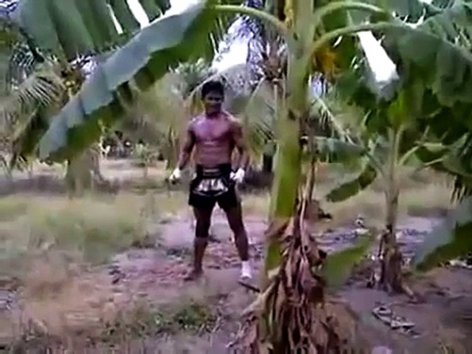 Tree Toppled With a Kick