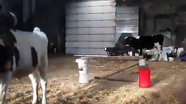 Cow Jumping Obstacle