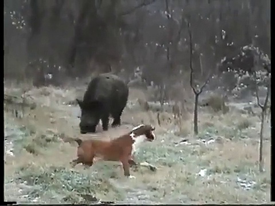 Pig and Dog Fight