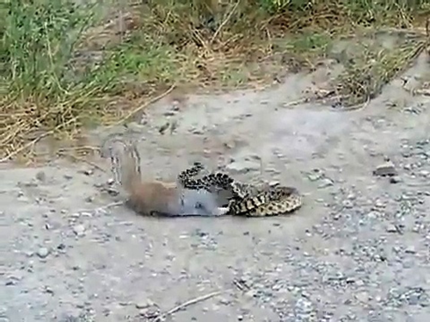 ⁣Snake Killer Squirrel