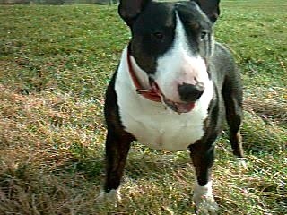 VARGAS DES PRAIRIES 1