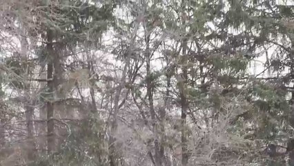 Keeping your pets warm in the winter