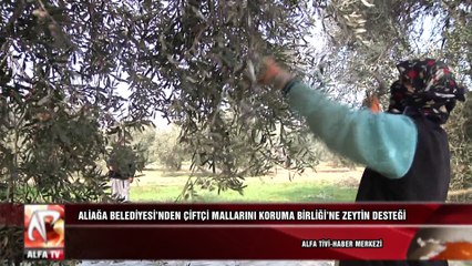 Aliağa Belediyesi’nden Çiftçi Mallarını Koruma Birliği’ne Zeytin Desteği