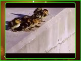 Baby Ducks Leap Of Faith Funny Animal Videos