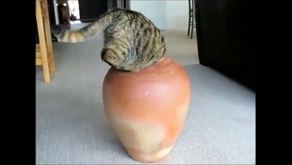 Best Funny Animal Videos Compilation - Funny Dogs and Funny Cats 3 - Funny Videos, Funny Animals