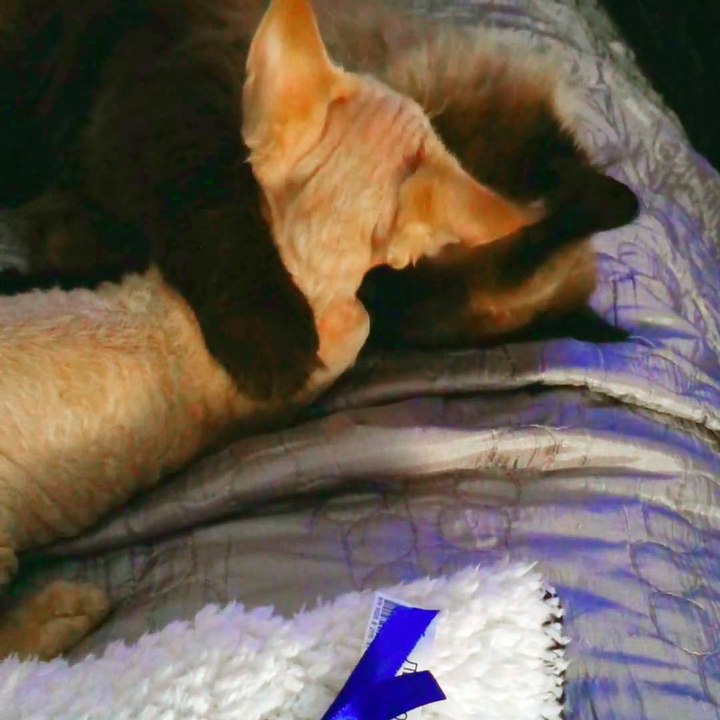 Igor et James en flagrant délit de câlin