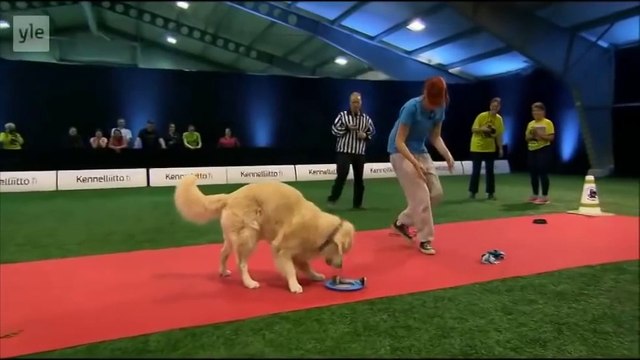 Un Golden Retriever un peu distrait pendant sa course d'obstacle... Il veut seulement manger un peu!