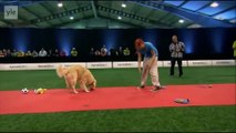 Cute Golden Retriever Dog doesn't To Race... he just wants to eat and play!