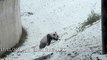 Ce Panda adore la neige... Galipettes sur galipettes!