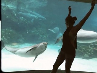 Une fille fait rire des dauphins en faisant de la gym!