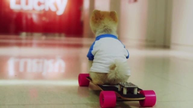 Behind the Scenes - Jiff the Pomeranian Wreaks Havoc at Lucky Magazine