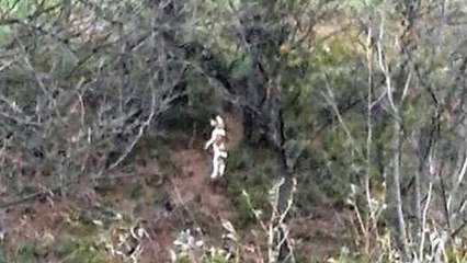 Perro ahorcado en Pola Lena piden ayuda para localizar responsable