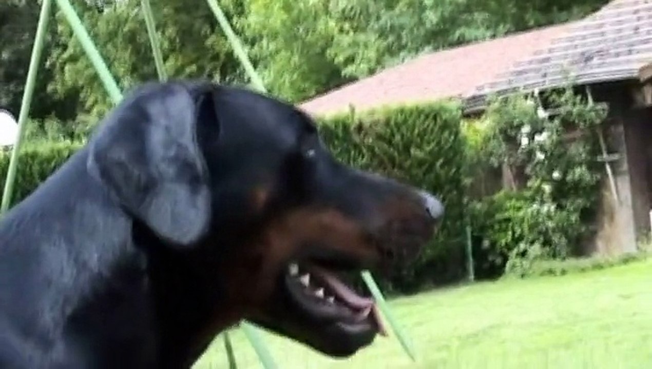 DOBERMANN - BROADWAY et F'WILLOW 13 mois et 5ans et demi