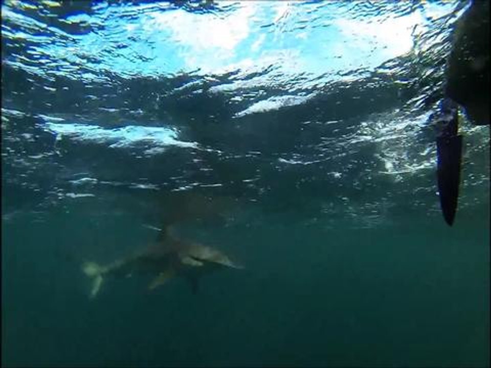Hammerhead Shark Stalks Kayakers Pushin Water Kayak Charters Vidéo