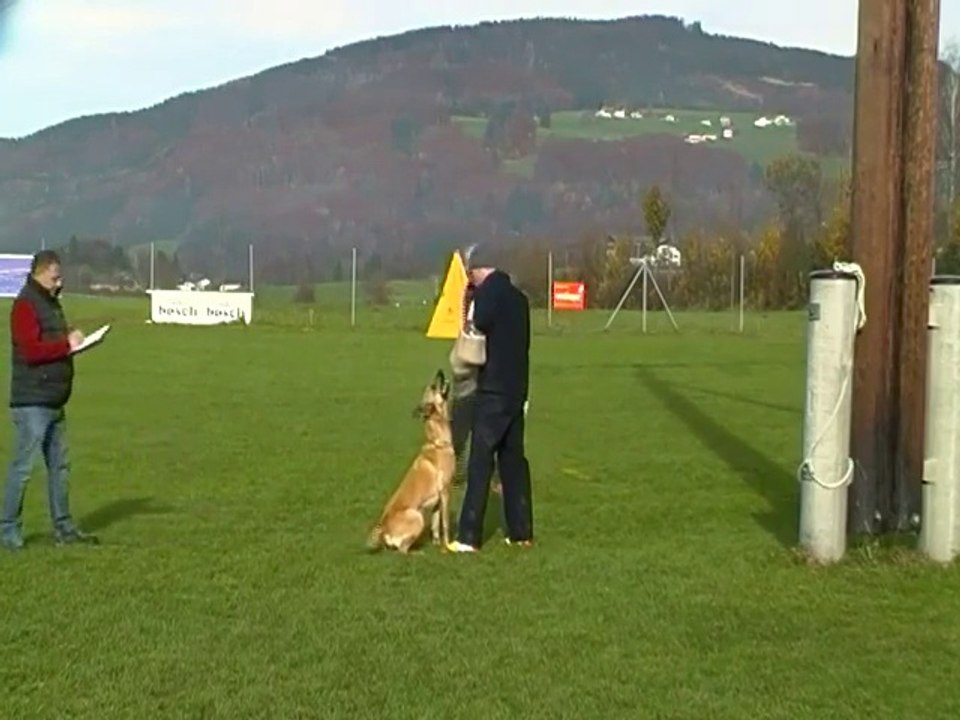 Be Aware Cobra @ VBSÖ-Belgiersiegerprüfung 2014 - Schutzdienst