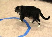 Unusual Cat Is Scared of Circle