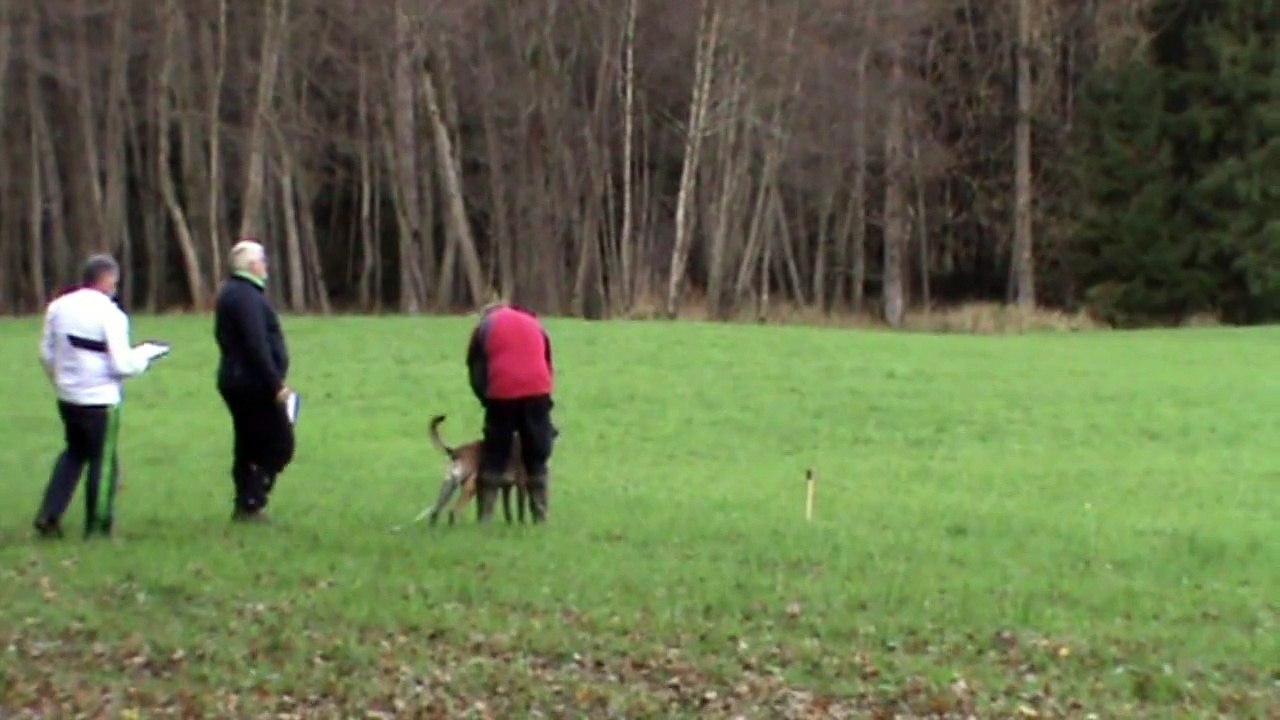VBSÖ - VBSÖ Belgiersiegerprüfung 2014 @ Rapolter Gerhard & Iceman van't Deusserhof @ Fährte