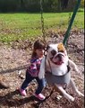 Ozzy the Bulldog Enjoys Being Pushed on the Swing