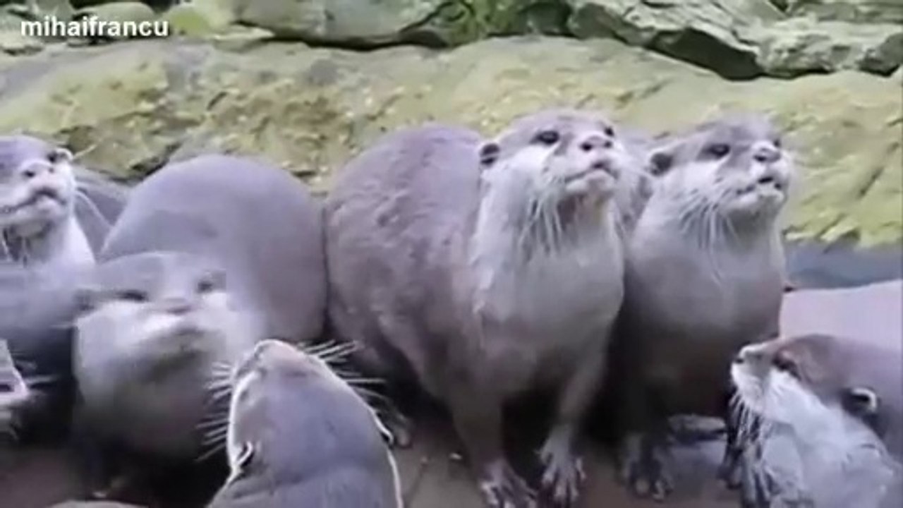 Des bébés otaries très mignons
