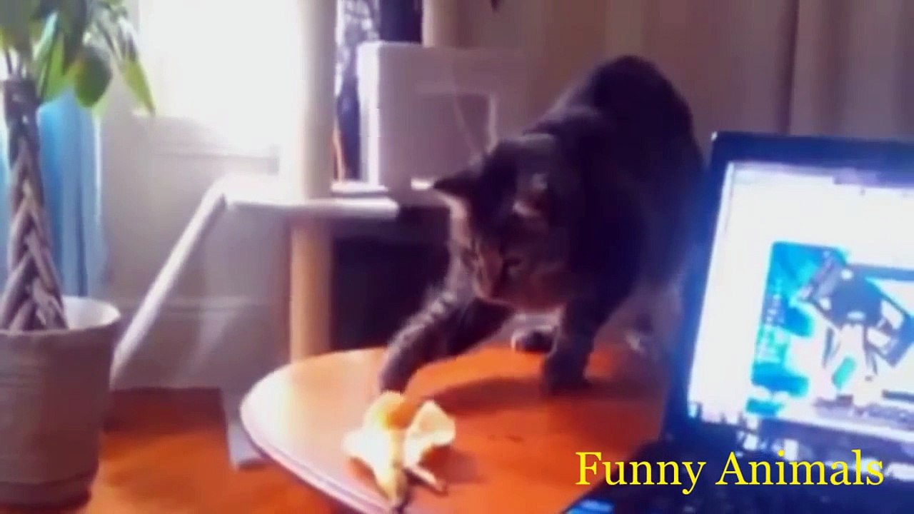 FUNNY ANIMALS (JUNE 2014)
