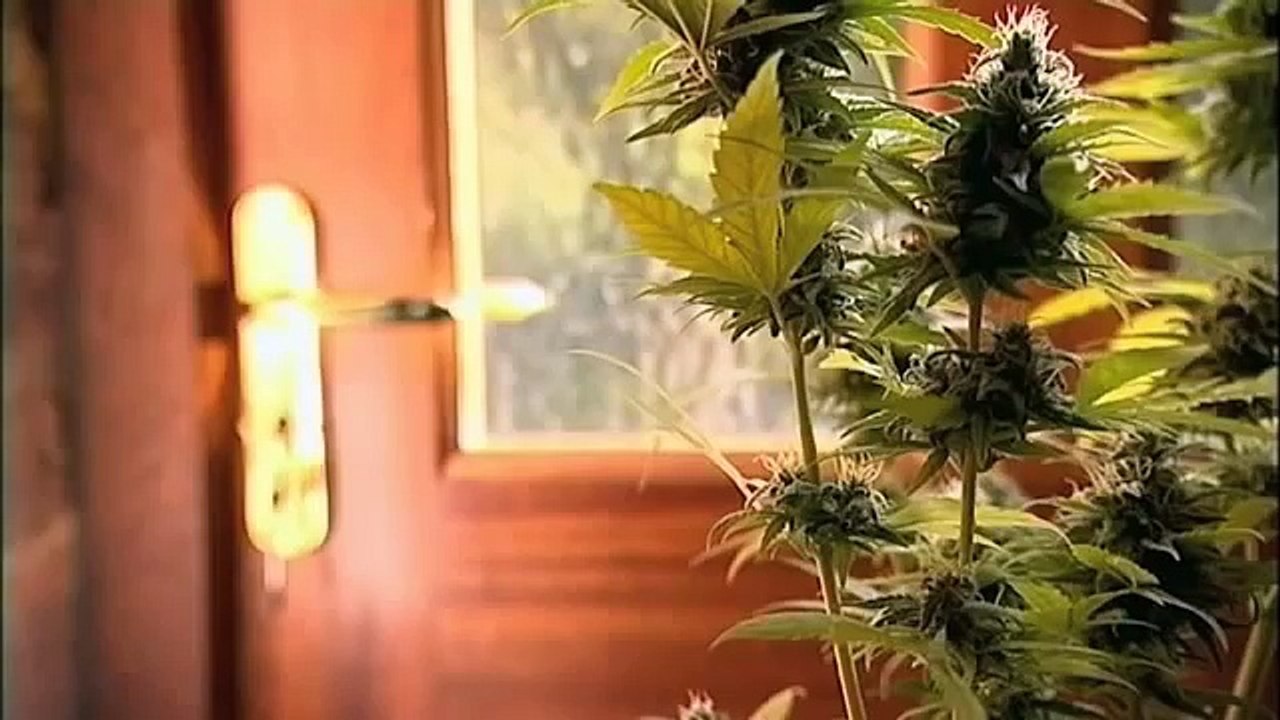 British Medical Cannabis