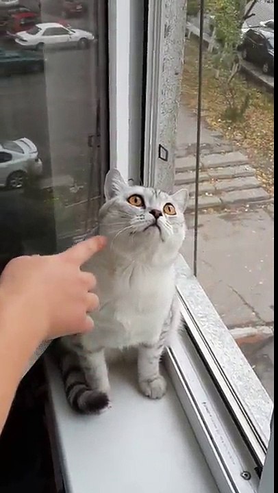 Deram demasiado Centrum a este gato!