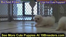 Bichon Frise, Puppies For Sale, In, Bellevue, Washington, WA, Yakima, Kitsap, Thurston, Clark, Spoka