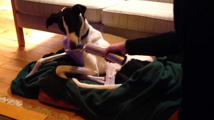 Christmas LOLs: Bosco The Super Cute Dog Pulls A Christmas Cracker!