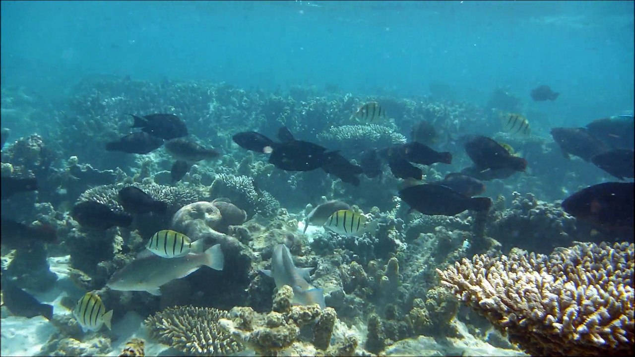 Snorkeling in Ningaloo Marine Park - Exmouth - September 2014