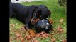 This rottweiler was locked in a cage for 2.5 years. But my friend changed his life!