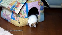 Funny Cats Sleeping in Weird and Cute Positions Compilation 2014