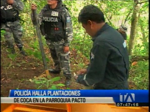 Encuentran plantas de coca en parroquia rural de Quito