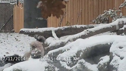 Dunya News - Giant panda plays in the snow at Toronto Zoo