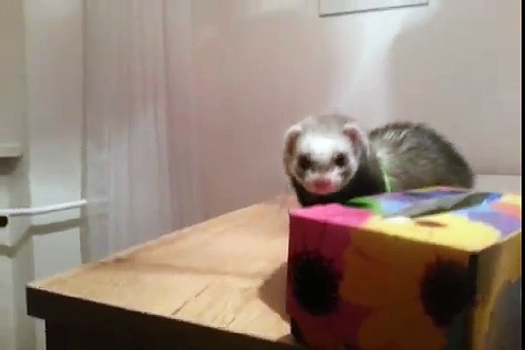 Un furet rate son saut