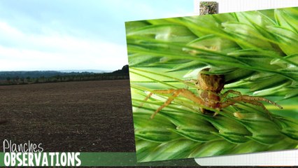 la planche à invertébrés