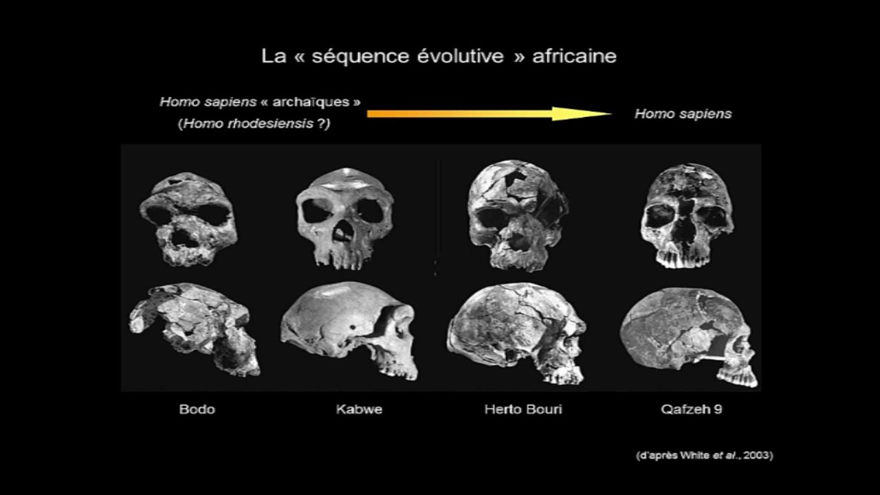 Homo sapiens, Néandertal et compagnie (Cycle L'évolution de l'Homme 3/3)