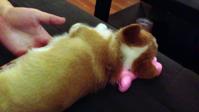 Cute corgi puppy falls asleep no matter what
