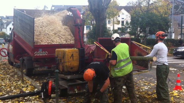 Élagage des arbres pour faire fuir les étourneaux