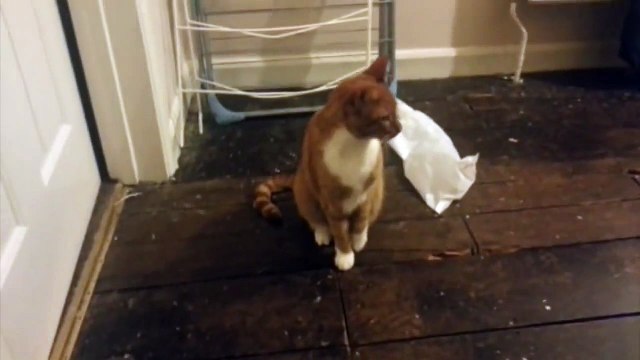 Who Says You Can't Train a Cat?