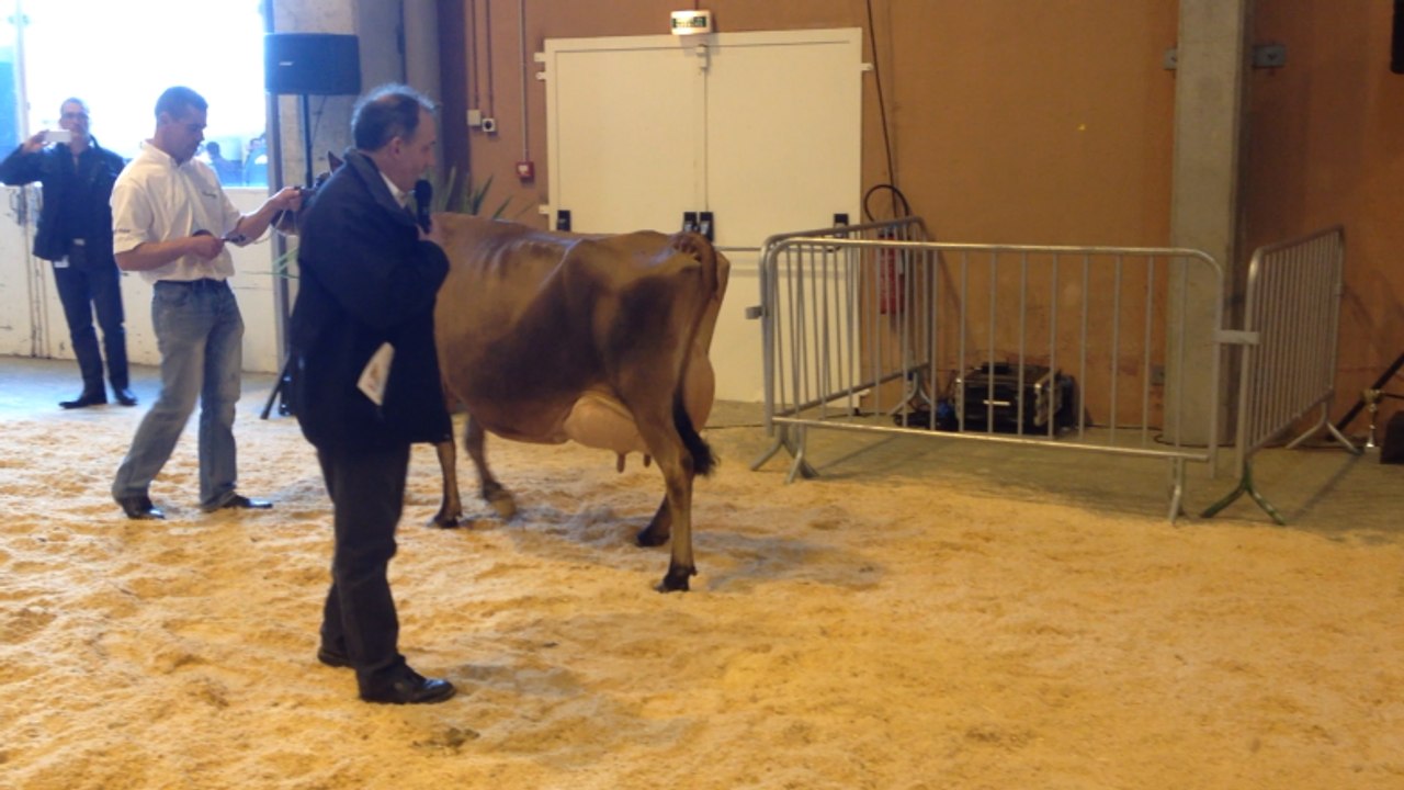 Présentation de race Jersiaise